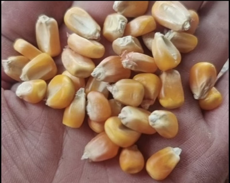 干玉米农家自种大玉米粒干玉米粒喂鸽子钓鱼打窝喂家禽饲料喂猪