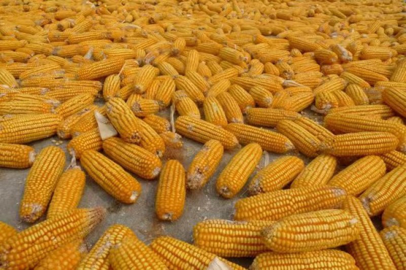 干玉米农家自种大玉米粒干玉米粒喂鸽子钓鱼打窝喂家禽饲料喂猪