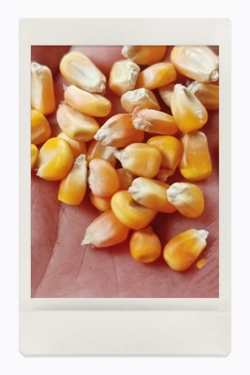 干玉米农家自种大玉米粒干玉米粒喂鸽子钓鱼打窝喂家禽饲料喂猪