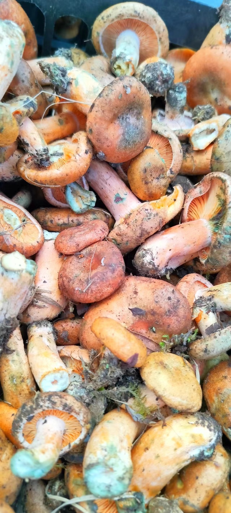 野生谷熟菌