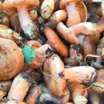 野生谷熟菌