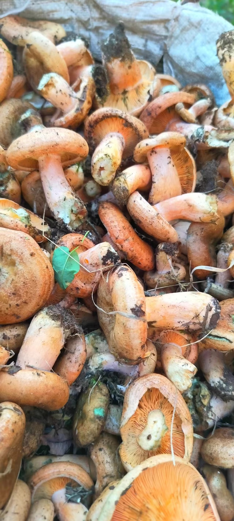 野生谷熟菌