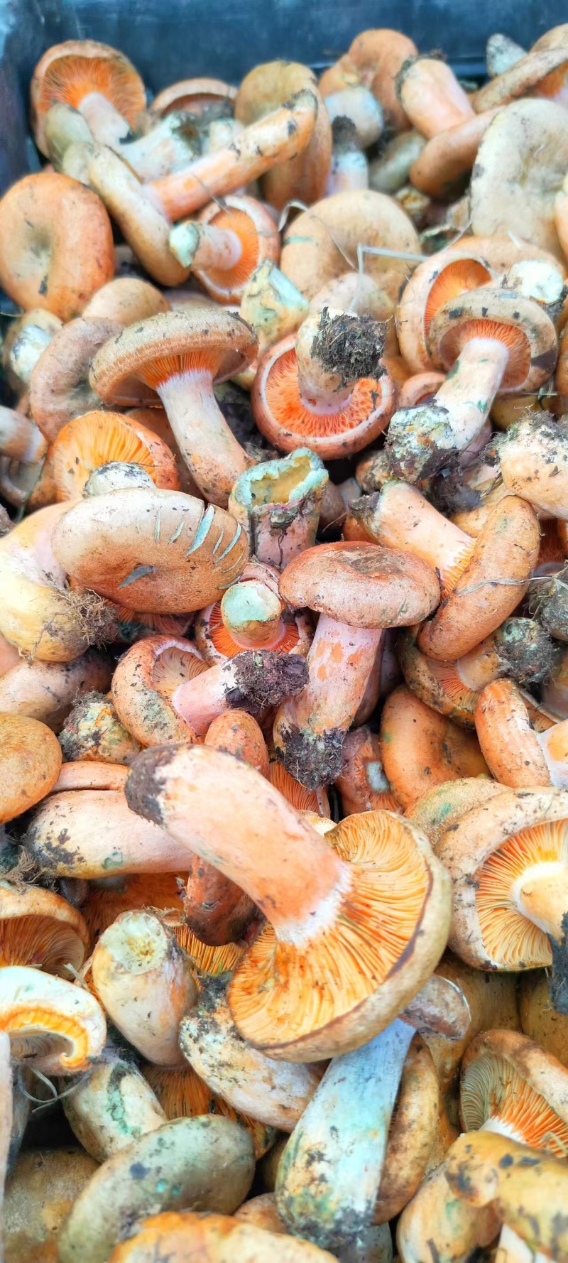 野生谷熟菌