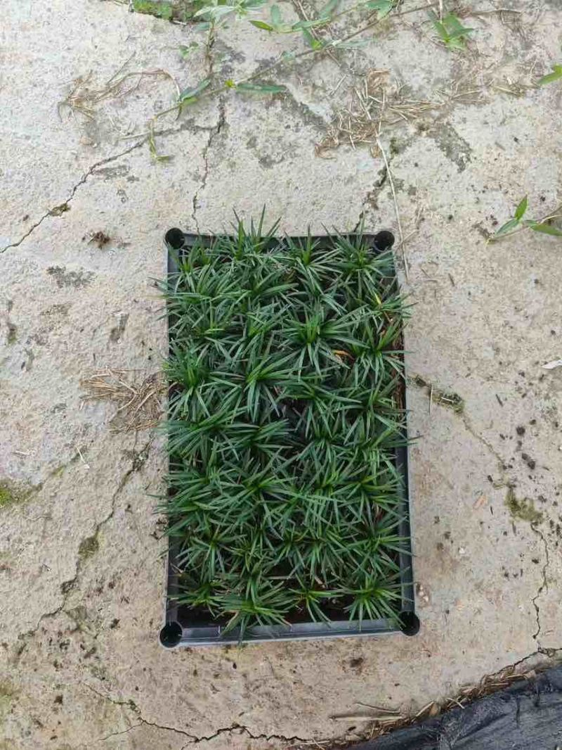 玉龙草。。。。。。。。。。。。。。。。。。。。。。。