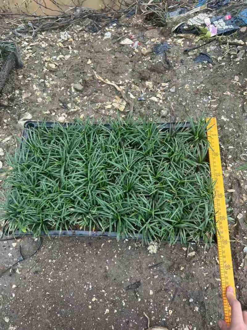 玉龙草。。。。。。。。。。。。。。。。。。。。。。。