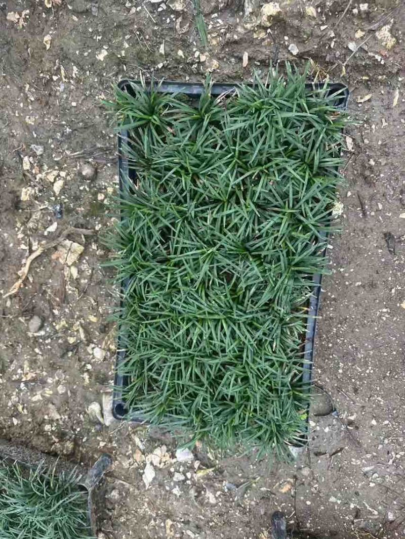 玉龙草。。。。。。。。。。。。。。。。。。。。。。。