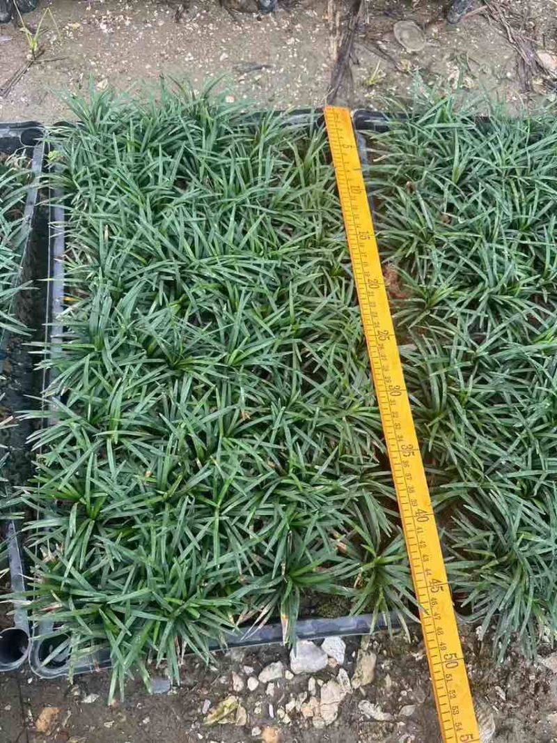 玉龙草。。。。。。。。。。。。。。。。。。。。。。。
