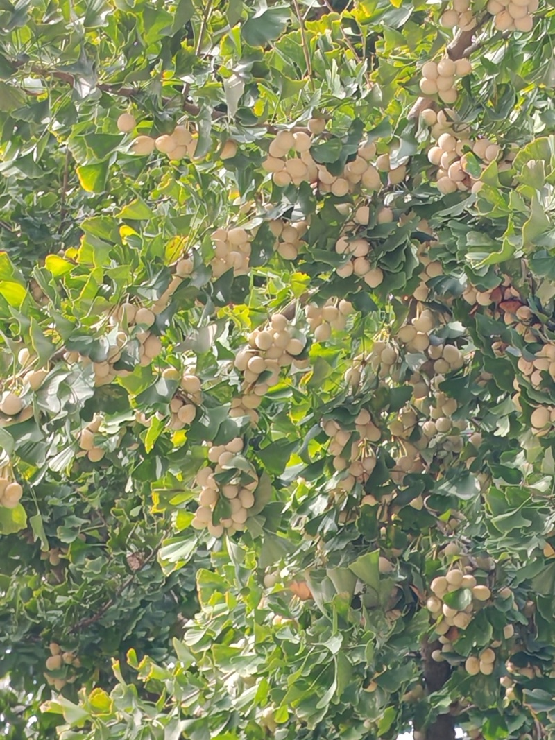 树上带皮鲜白果