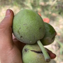 新疆核桃