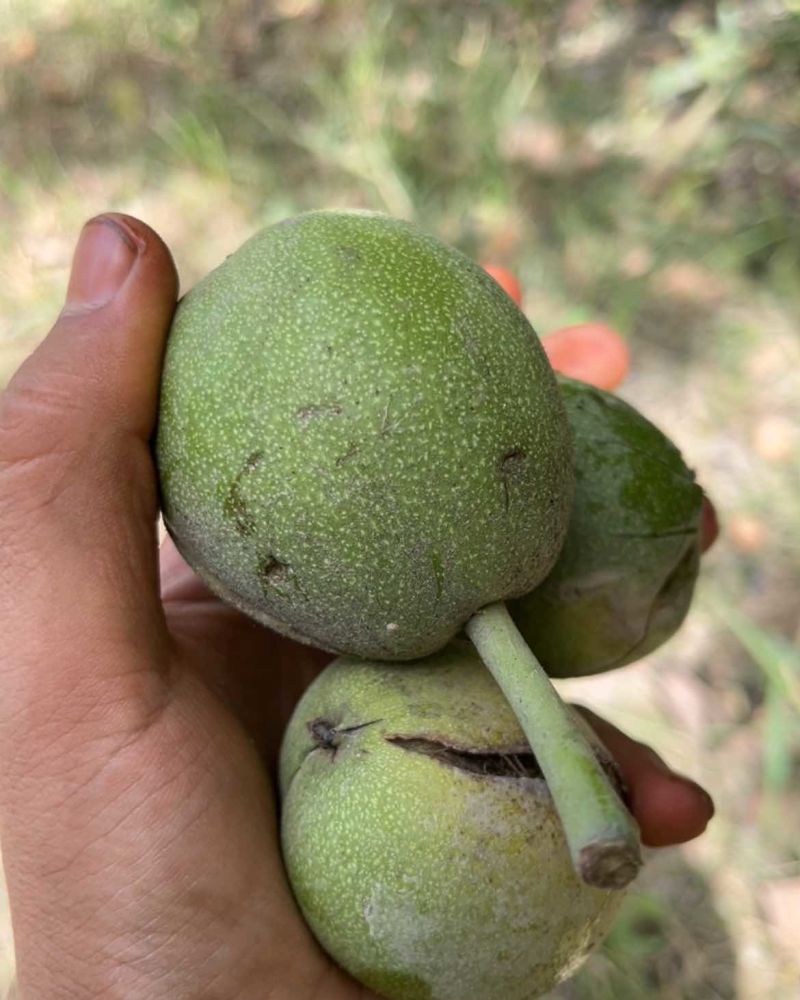 新疆核桃