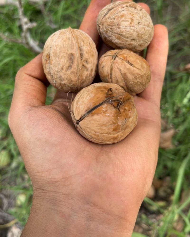 新疆核桃