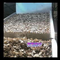 菊苣