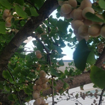 新鲜的银杏果
