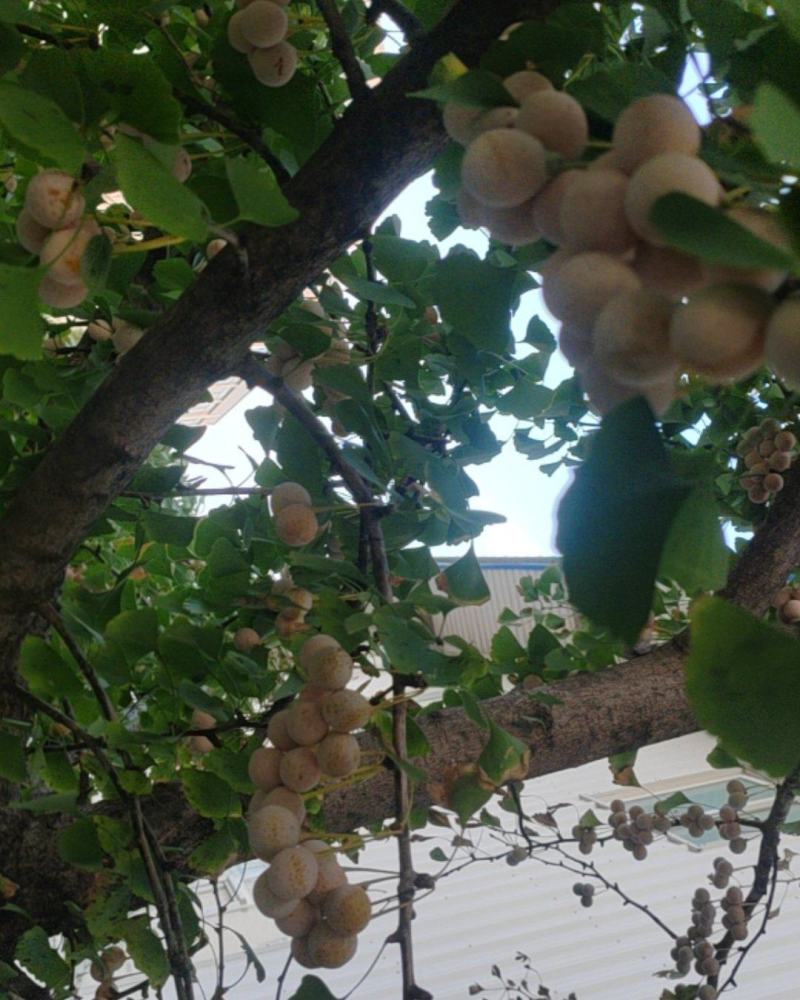 新鲜的银杏果