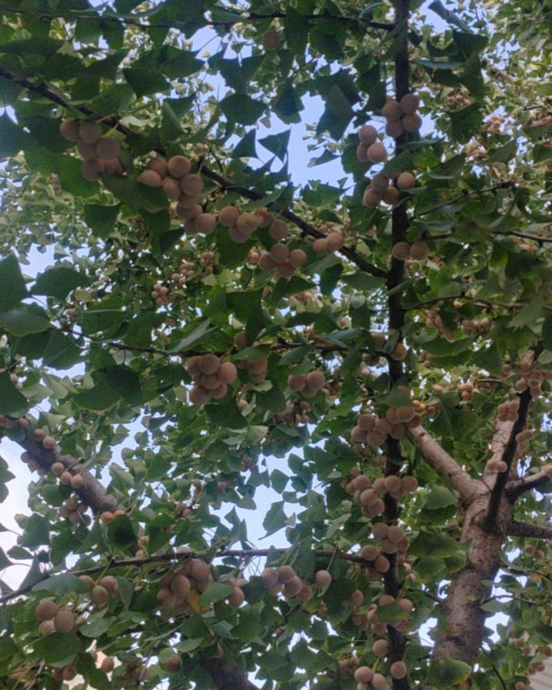 新鲜的银杏果