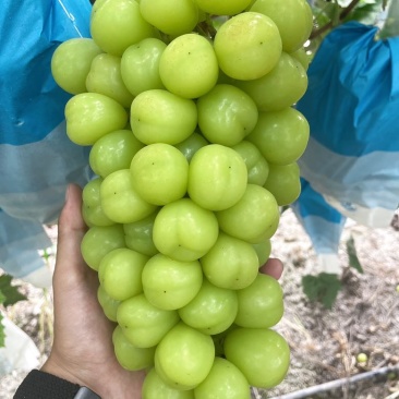 阳光玫瑰
