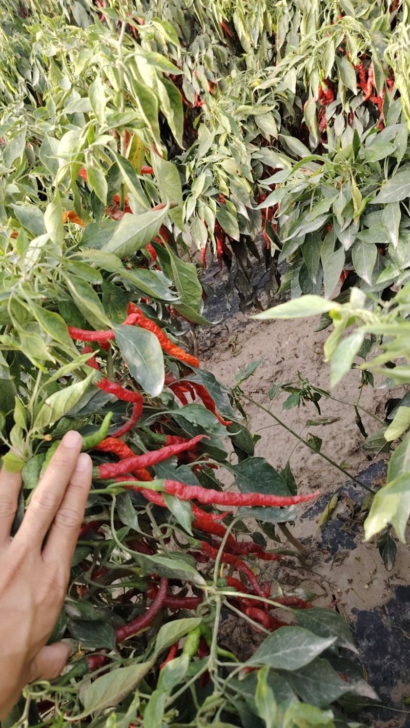 小米椒，三号线椒七号线椒，八号线椒基地货源，全国发货