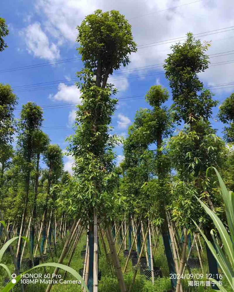 小叶金丝楠木10～15公分基地直销大小规格齐全质量优质