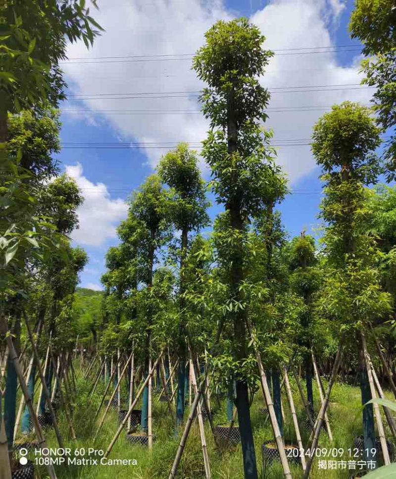 小叶金丝楠木10～15公分基地直销大小规格齐全质量优质