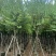 宫粉紫荆10～12公分基地直销大小规格齐全质量优质
