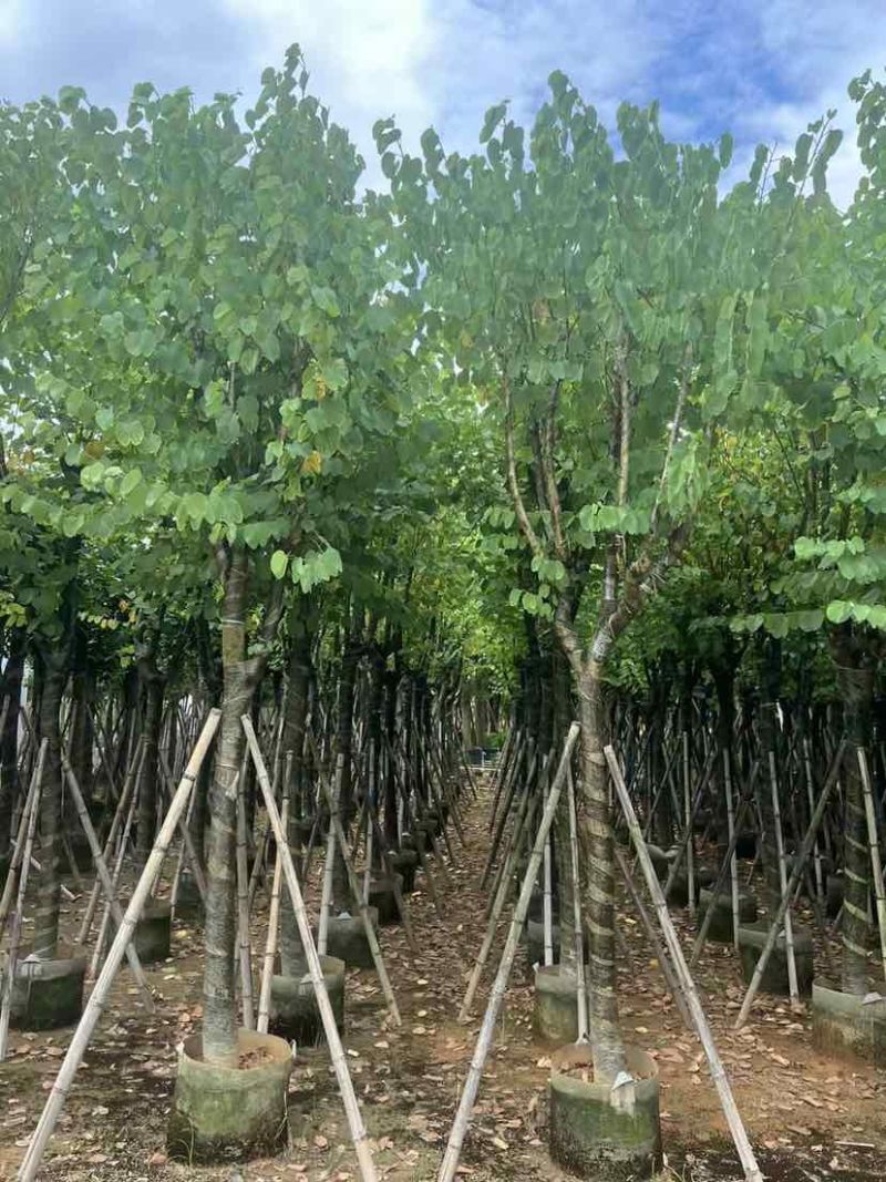 宫粉紫荆10～12公分基地直销大小规格齐全质量优质