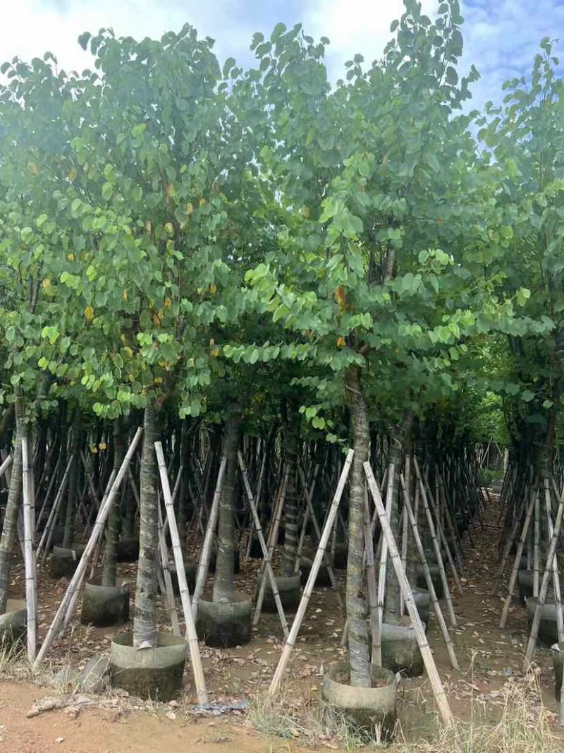 宫粉紫荆10～12公分基地直销大小规格齐全质量优质