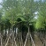 宫粉紫荆10～12公分基地直销大小规格齐全质量优质