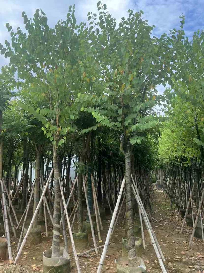 宫粉紫荆10～12公分基地直销大小规格齐全质量优质