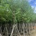 宫粉紫荆10～12公分基地直销大小规格齐全质量优质