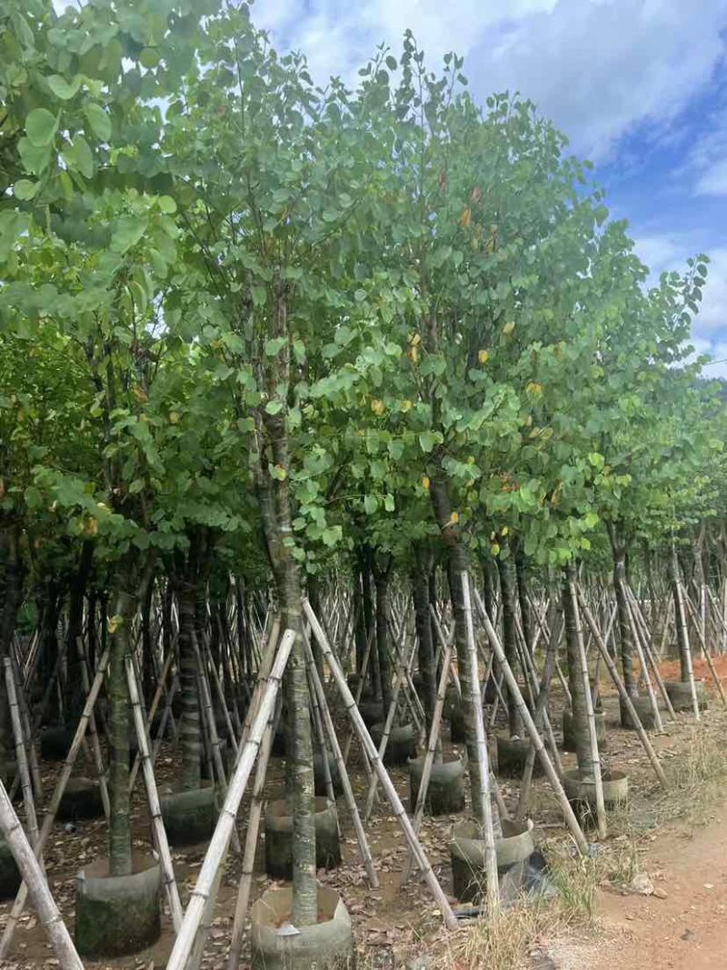 宫粉紫荆10～12公分基地直销大小规格齐全质量优质