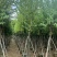 宫粉紫荆10～12公分基地直销大小规格齐全质量优质