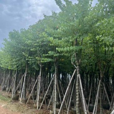 宫粉紫荆10～12公分基地直销大小规格齐全质量优质