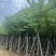 宫粉紫荆10～12公分基地直销大小规格齐全质量优质
