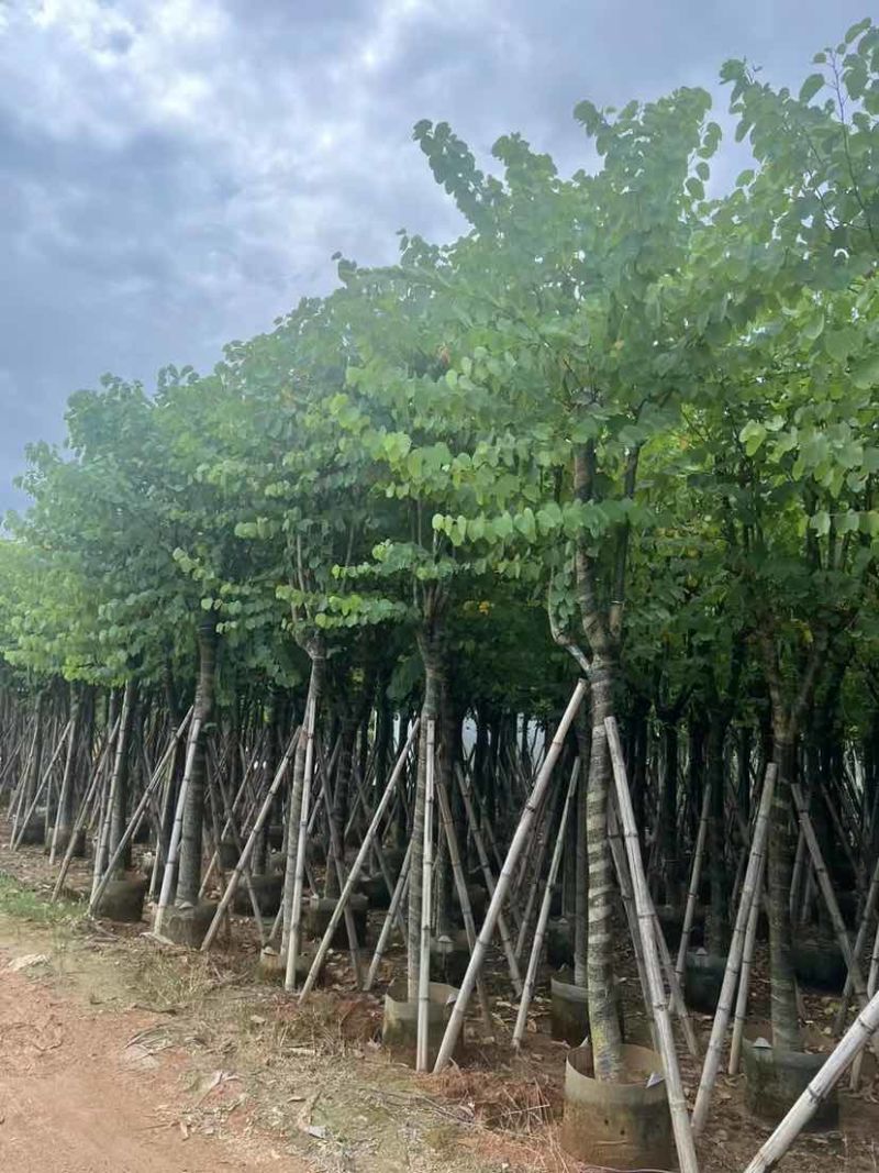 宫粉紫荆10～12公分基地直销大小规格齐全质量优质