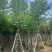 宫粉紫荆10～12公分基地直销大小规格齐全质量优质