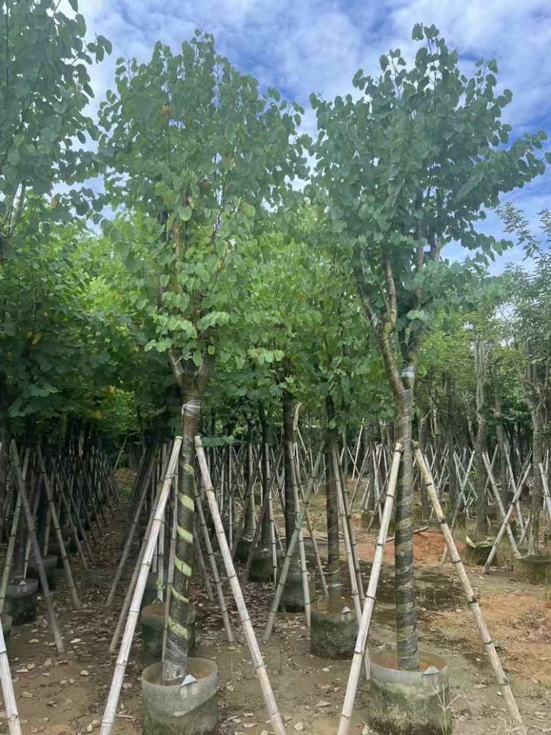 宫粉紫荆10～12公分基地直销大小规格齐全质量优质