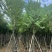 宫粉紫荆10～12公分基地直销大小规格齐全质量优质