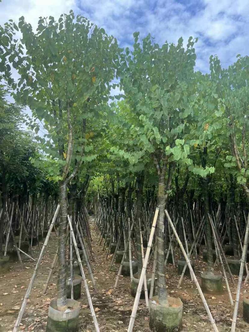 宫粉紫荆10～12公分基地直销大小规格齐全质量优质