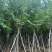宫粉紫荆10～12公分基地直销大小规格齐全质量优质