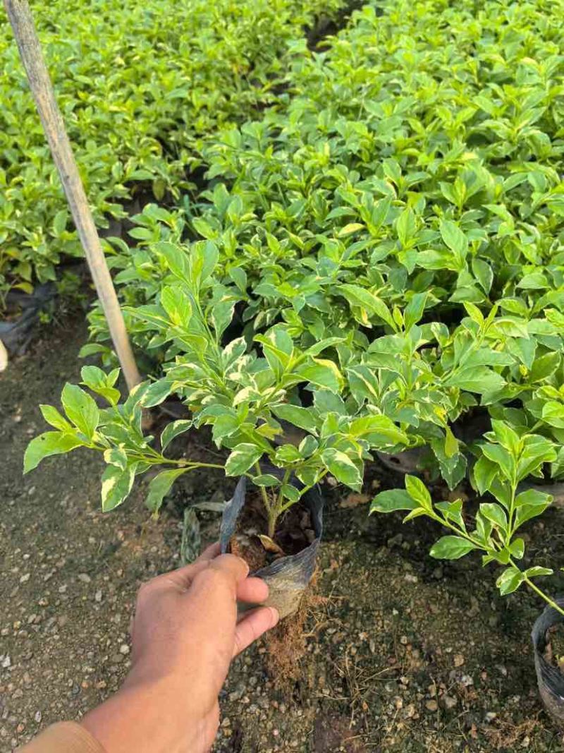 花叶假连翘/金叶假连翘小袋中袋基地规格齐全质量优质
