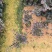 红花继木小袋中袋基地直销大小规格齐全质量优质
