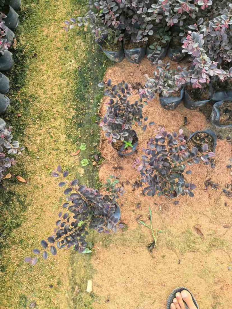 红花继木小袋中袋基地直销大小规格齐全质量优质