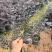 红花继木小袋中袋基地直销大小规格齐全质量优质