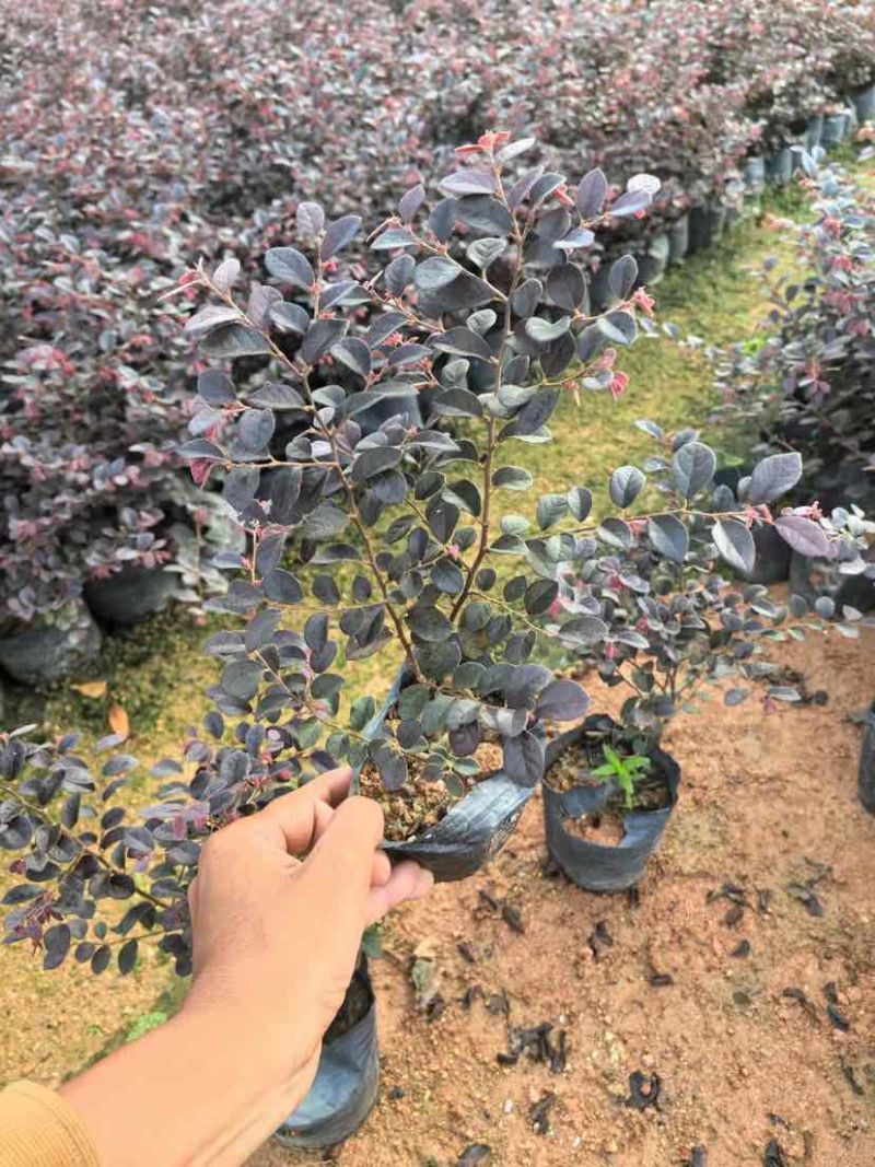红花继木小袋中袋基地直销大小规格齐全质量优质