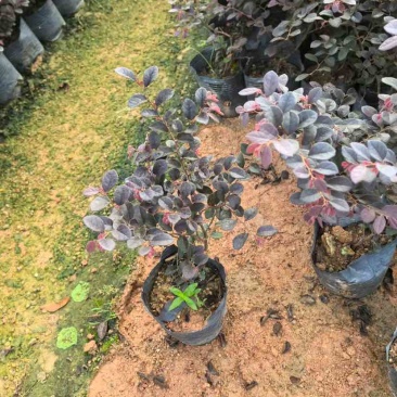 红花继木小袋中袋基地直销大小规格齐全质量优质