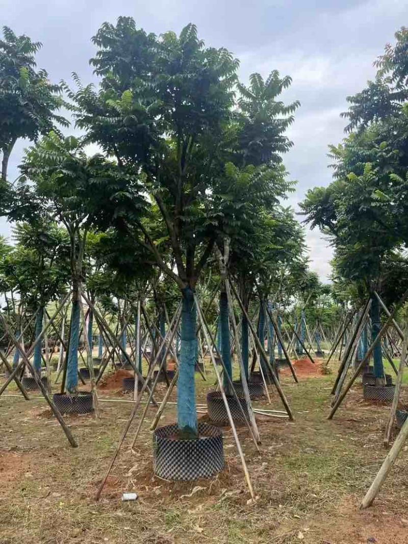 麻楝10～15公分基地直销大小规格齐全质量优质