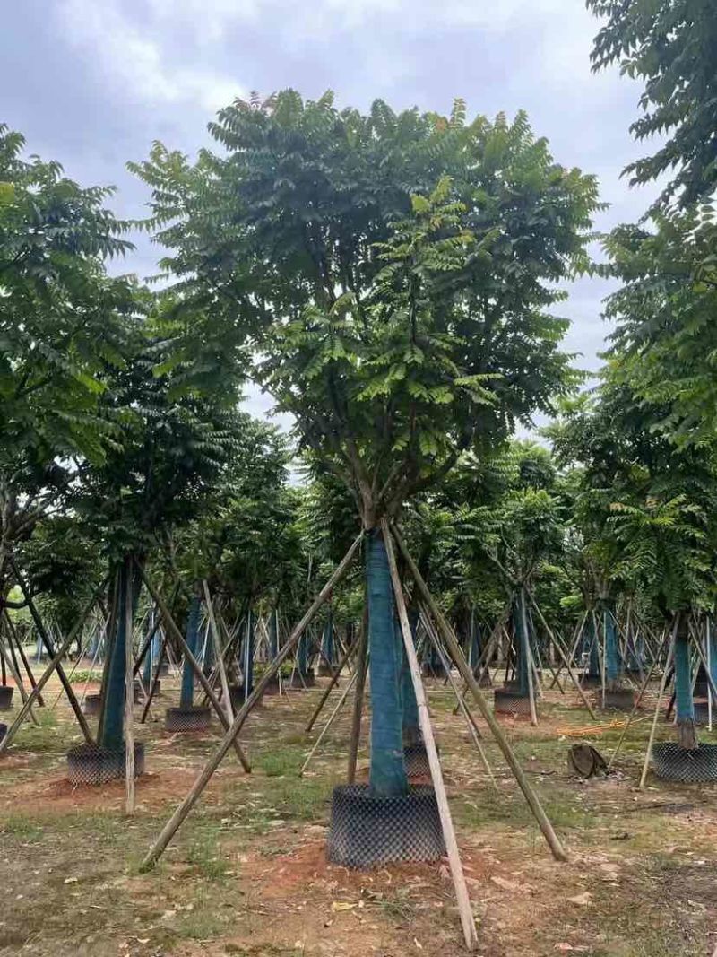 麻楝10～15公分基地直销大小规格齐全质量优质