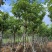 黄花腊肠树12～15公分基地直销大小规格齐全质量优质