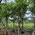 黄花腊肠树12～15公分基地直销大小规格齐全质量优质