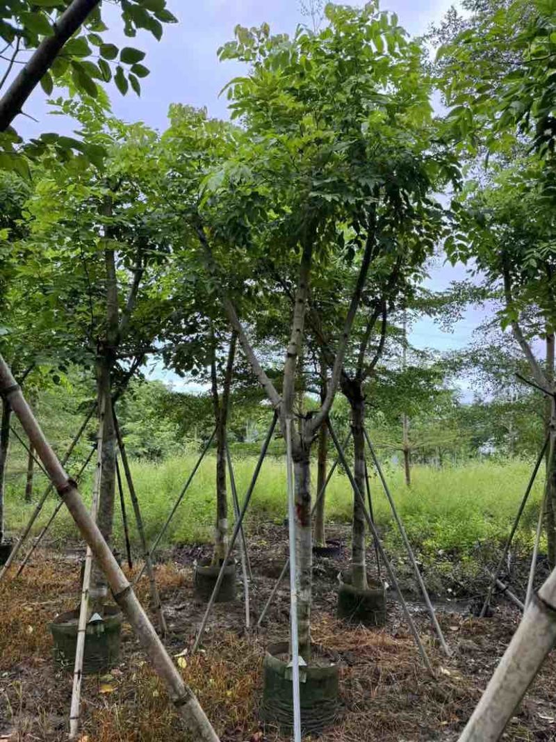 黄花腊肠树12～15公分基地直销大小规格齐全质量优质